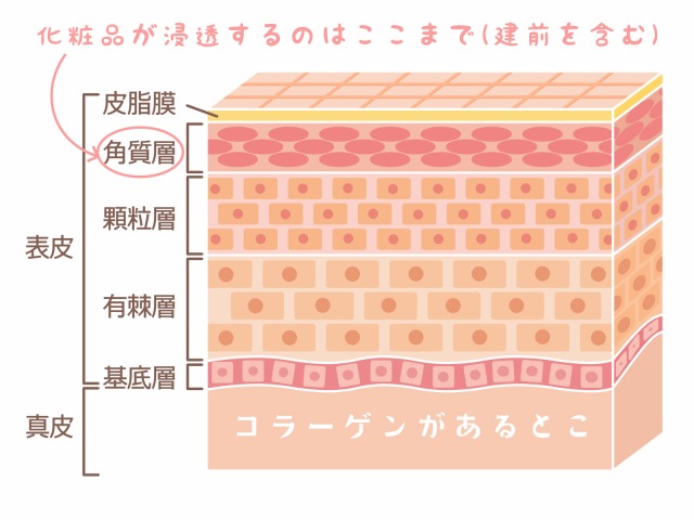 化粧品が浸透するのは角質層まで、コラーゲンがあるのは真皮