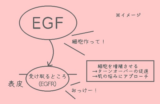 EGFの効果のイメージ